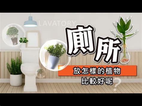 廁所養植物|廁所可以放植物嗎？適合放在浴室、廁所的植物推薦